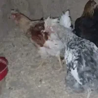 مرغ تخمکن ودو خروس درشت جوان ۷ماه|حیوانات مزرعه|خمینی‌شهر, |دیوار