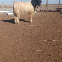 دوعددچاتمه|حیوانات مزرعه|انبارآلوم, |دیوار