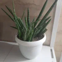 گل و گلدان دونه ای ۴۰۰|گل و گیاه طبیعی|نسیم‌شهر, |دیوار