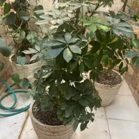 گل شفلرا