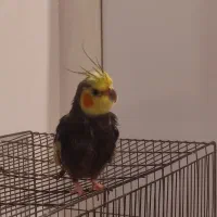 عروس هلندی نر