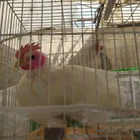 جوجه 3ماهه سرحال