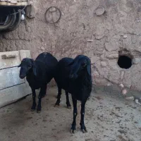 دو راس قوچ