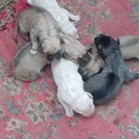 سگ سرابی.توله سرابی.ماده سرابی