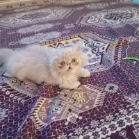 گربه پرشین سوپرفلت نر
