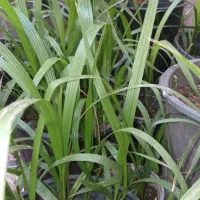 تعدادی گل|گل و گیاه طبیعی|رشت, کوی فکوری|دیوار