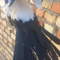 جوجه کبوتر سینه ای و دم سیاه|پرنده|میانه, |دیوار