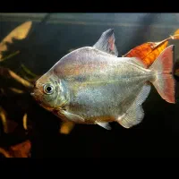 ماهی زینتی|ماهی|سبزوار, پیام|دیوار