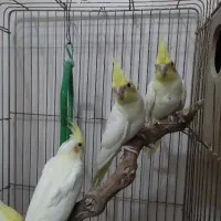 جوجه عروس هلندی