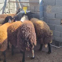 بره چاق کشتاری