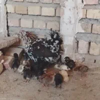 مرغ گلین با ۱۹تا جوجه