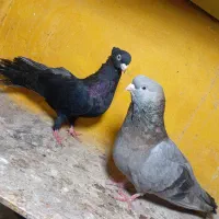 صرب|پرنده|خورموج, |دیوار