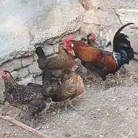 جوجه مرغ و خروس محلی اصیل