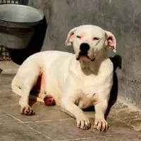 داگو آرژانتینو|سگ|بومهن, |دیوار