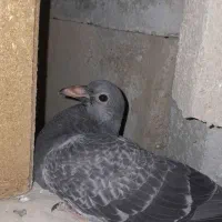 هشت جفت کبوتر پلاکی تخم گذارسالم|پرنده|ایذه, |دیوار