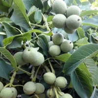 پیش فروش نهال مثمر وغیر مثمر شناسه دار|خدمات باغبانی و درختکاری|اردبیل, |دیوار