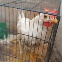 خروس