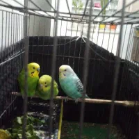 یه جفت نره وماده به همراه یه جوجه  دوماهه