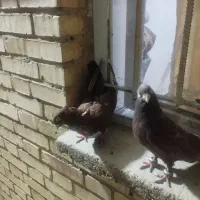کبوتر  روزگار  همه رنگ