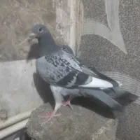 جوجه مسافتی