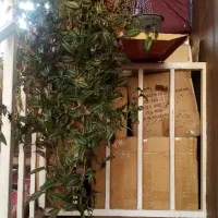 گل گلدون من|گل و گیاه طبیعی|شیراز, نصر|دیوار