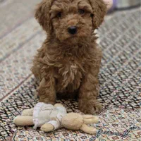 پودل عروسکی