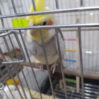 جفت عروس هلندی|پرنده|تربت جام, علوی|دیوار