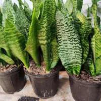 سانسوریا سبز کراواتی دیفن شامادورا یوکا بنجامین|گل و گیاه طبیعی|قم, نیروگاه|دیوار