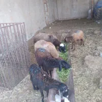 حیوانات مزرعه