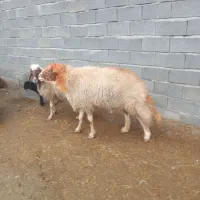 قوچ سنجابی فروشی|حیوانات مزرعه|ماهیدشت, |دیوار