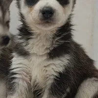 هاسکی مالاموت