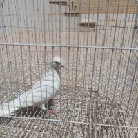 نر سفید ‌پاک