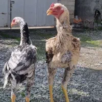 لاری