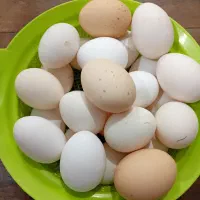 تخم مرغ بومی|خوردنی و آشامیدنی|کاشان, دشت چال|دیوار