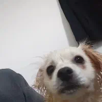 توله سگ نژاد دار