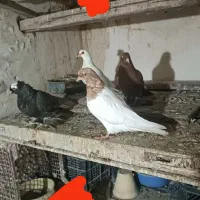 کبوتر یکجا 6 عدد|پرنده|تبریز, |دیوار