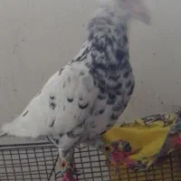 گفتی فروش|پرنده|نیشابور, قلعه نو|دیوار