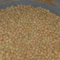 نخود تازه محلی لرستان خوش پخت