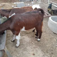 بزغاله نر و ماده|حیوانات مزرعه|گنبد کاووس, |دیوار