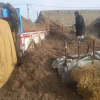 کاه مرغوب نیشکر فارابی