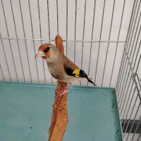 ماده سهره اماده