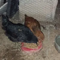 دو عدد جوجه محلی