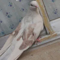 کبوتر دوکت. .پشت دار. نر جیرفتی|پرنده|کبودرآهنگ, |دیوار