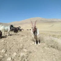 بز نر شیراز