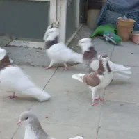 کبوترطوق شازده.شهری.مسافتی