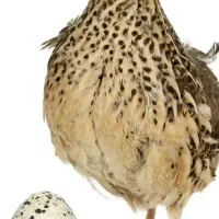 ۷عددبلدرچین ماده