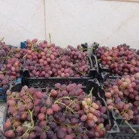 انگور سیاه تازه چیده شده