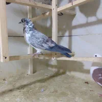 فروش جوجه های ساعت سنگین|پرنده|محمدشهر, شهرک پیام (مهرالبرز)|دیوار