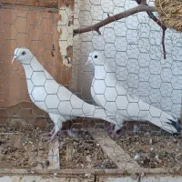 کبوتر عتیقه