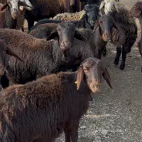 میش غزل افشار